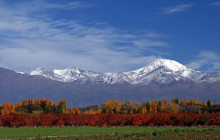 Cuyo
